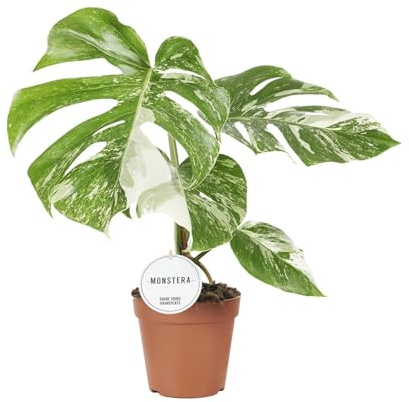 Monstera Deliciosa Variegata - 35-45cm - Ø15cm - Pianta d'appartamento - Sempreverde