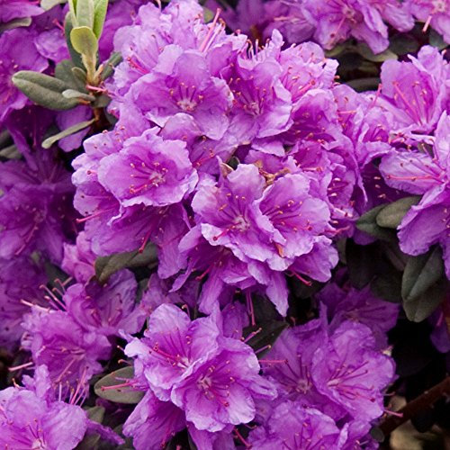 Rhododendron Ramapo Outdoor Plants - Garden Ready Evergreen Dwarf Shrubs - Potted Purple Spring Flowering Rhododendron Plant in Pot (9cm Pot, 15-25cm)