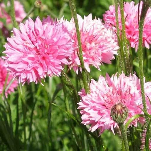 500 Graines de Centaurée Double Rose - Centaurea cyanus - Bleuet des champs ROSE - Fleur Jardin