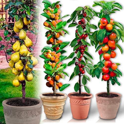 Árboles frutales en columna - Lote de 4 árboles (cerezos,manzanos,perales, albaricoqueros) - 80cm de altura - Ideal para balcones, terrazas, pequeños jardines (Bis)