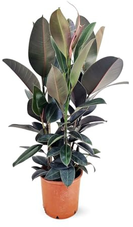 Attitude Jardin - Ficus elastica abidjan - plante caoutchouc - 70-80 cm - ⌀ 24 cm - plante d'intérieur