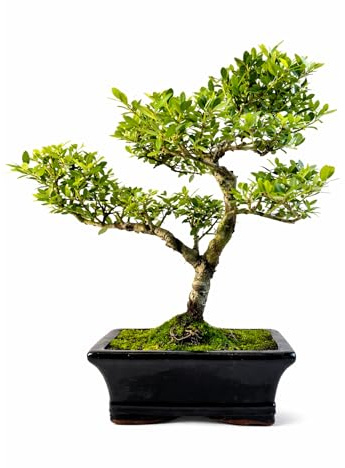 Ilex Crenata Bonsai Tree (5–7 Years Old) – Japanese Holly Indoor or Outdoor Bonsai – Beautiful Living Gift – Easy Care Bonsai in Decorative Pot