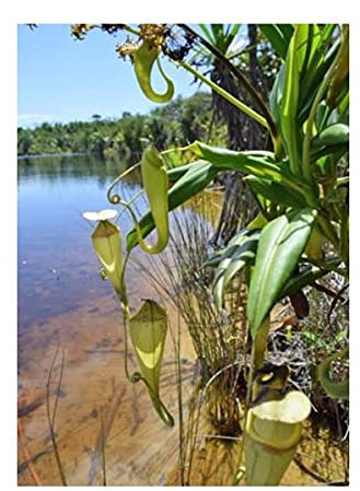 Pcs - 10x Nepenthes Madagascariensis Carnivore Plantes - Graines B1823 - Seeds & Plants Shop by Ipsa