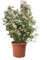 KENTIS - Viburnum Tinus - Viburno - Piante da Esterno Sempreverdi Resistenti - Pianta da Giardino Vera Perenne - H 60-80 cm Vaso Ø 24 cm