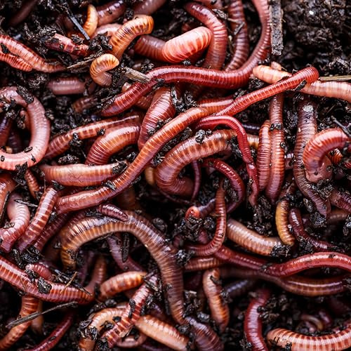 Biotica Lombrichi Rossi Californiani Vivi Eisenia Fetida 1mq/3kg - Ideali per Vermicompostaggio, Compostaggio Domestico e Produzione di Humus - Migliorano la Fertilità del Terreno