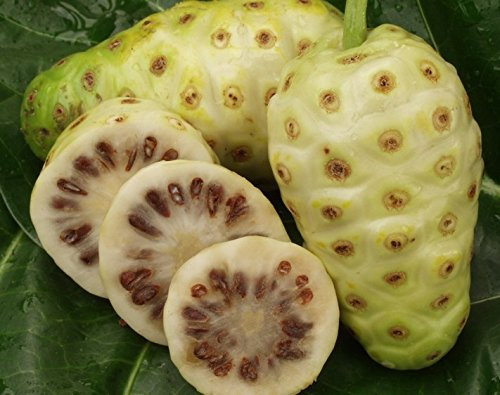 20 graines / paquet Noni Graines Delicious Seeds fruits Morinda citrifolia semences forestières 5pcs
