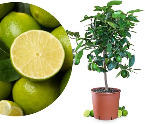 Meine Orangerie Limettenbaum Citrus Latifolia – persische Limette - fruchtreife, immergrüne Zitruspflanze mit essbaren Limetten – Mediterranes Flair für Garten, Terrasse oder Balkon (Topf Ø 22cm)