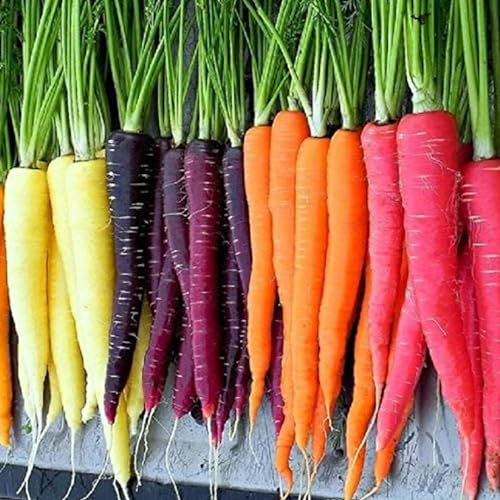500 Stück/Beutel Karottensamen, gentechnikfrei, voller Kohlenhydrate, knackige, bunte Mischung, fantastische Erbstücksamen für die Gartenarbeit im Innenhof, jetzt zum Pflanzen Karottensamen