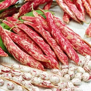 sgaravatti Fagiolo borlotto Nano