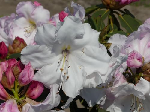 Rhododendron Hybride Bighorn - Großblumige Alpenrose - 30-40 cm