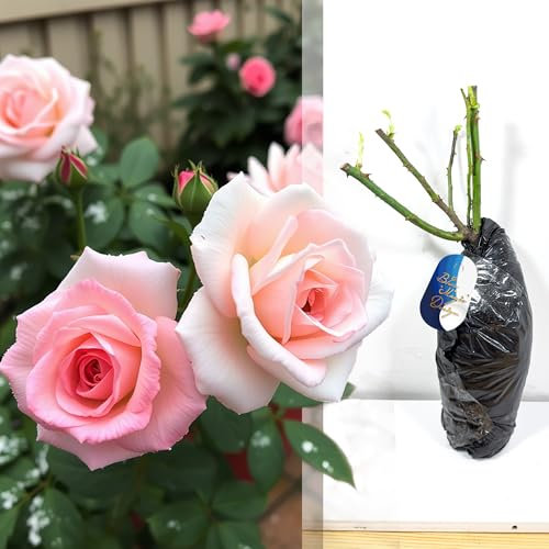 Rosier rose rustique à racines nues « The Queen » - Fleurs élégantes pour haies, treillis, bordures de jardin et aménagement paysager