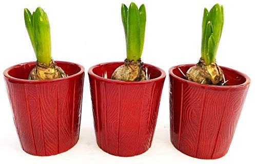 POWERS TO FLOWERS - SET 3 BULBI GIACINTO PROFUMATO ROSSO, IN VASO CERAMICA, piante vere