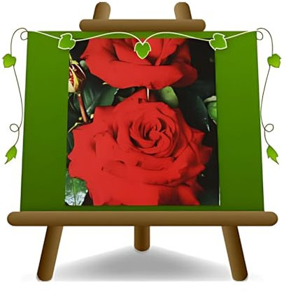 EURO PLANTS VIVAI Rose à buisson Grandes fleurs couleur rouge géranium sur pot : ø 18 × 18 / vase Ø 20