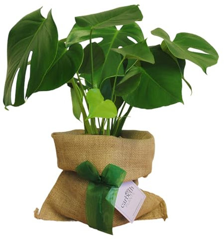 Carbeth Plants Monstera Cheese Plant Gift Wrapped - Personailsed Message - Indoor Plants Present Idea for Women, Friends and Loved Ones - Air Purifying Easy to Care