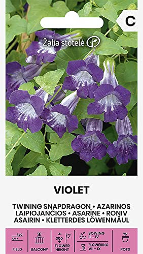 Zalia stotele | SNAPDRAGON VIOLET - VIOLET des Graines | Graines de Fleurs | Graines de Plantes | Graines de Jardin | 1 Paquet