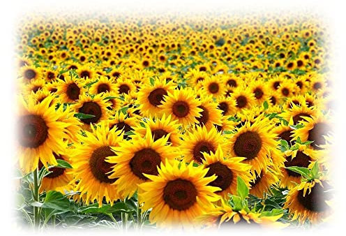 500g Dwarf Sunflower Seeds for Schools Clubs Bulk or Wholesale Ideal Plant for Children