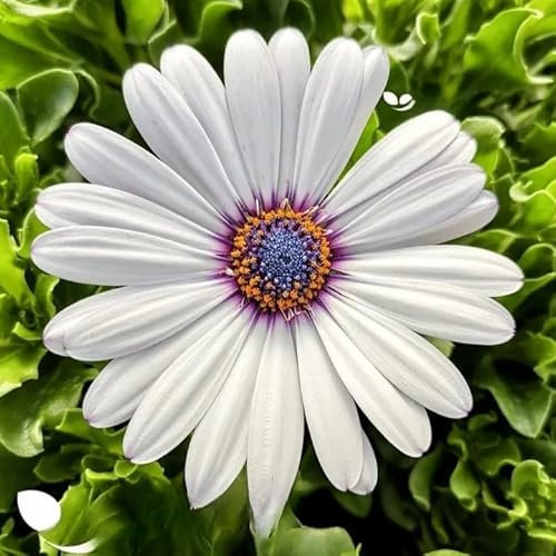 African Daisy White 30 Seeds + Plant tag + Freebie - White with Purple Eye - Osteospermum Ecklonis