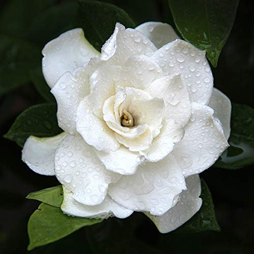 Gardenia Hardy Evergreen Shrub, Scented Garden, Gardens & Patios, Exotic Garden, 4 x 9cm Potted Gardenia Jasminoides Crown Jewel Plant by Thompson and Morgan