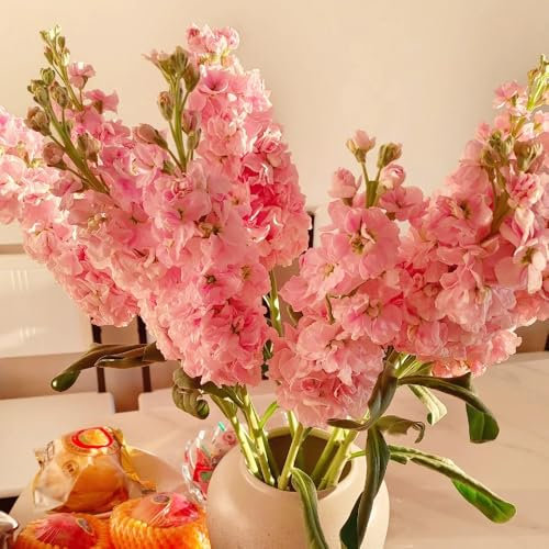 veilchen samen（levkojen samen mehrjährig）- usambaraveilchen pflanze samen- bonsai samen-schnell wachsender samen anzucht-Dekorative Pflanzen gartenpflanzen-dekopflanzen winterharte 200pcs