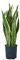 Dehner Bogenhanf in Hydrokultur, Sansevieria trifasciata var. laurentii, ca. 75 cm, Ø 18 cm, Zimmerpflanze