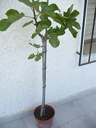 Ficus carica - Véritable figue, un bel arbre d'environ 130 à 150 cm de haut