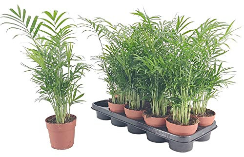 Garden Center Shop | Pack 3 Plantas Chamaedorea Elegans M9 | Palma de Interior Purificadora | Fácil Cuidado y Gran Durabilidad | Ideal Hogar y Oficina
