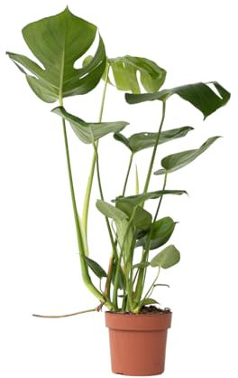 Plant in a Box - Monstera Deliciosa - Lierre du Diable - Monstera délicieuse - Plante d'intérieur - Pot 17cm - Hauteur 50-60cm