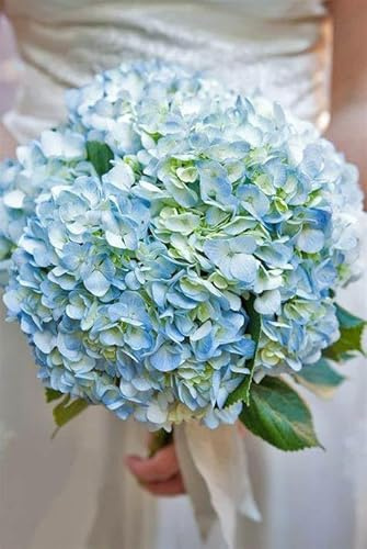 Bouquet de Hortensias | DECOALIVE | Ramo de 10 Hortensias Azules| Flores Frescas Naturales