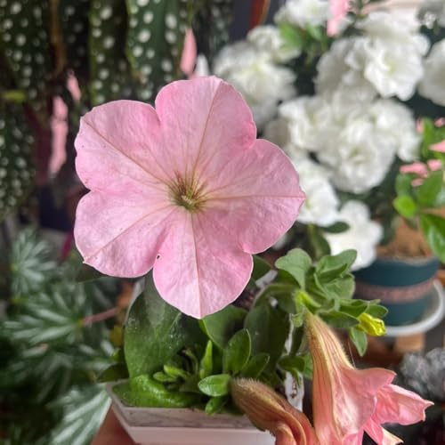 semillas de petunia balcón, petunia híbrida, silvestres, de balcón, colgantes petunia colgante para camas elevadas, pared 100pcs