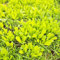 Plantación de canónigos hierbas silvestres balcón resistentes canónigo orgánico hortalizas semillas para camas elevadas 800pcs