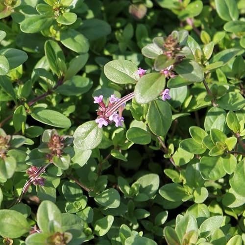 6x Sandthymian - Thymus serpyllum - Topf 9x9cm - Bienenpflanze