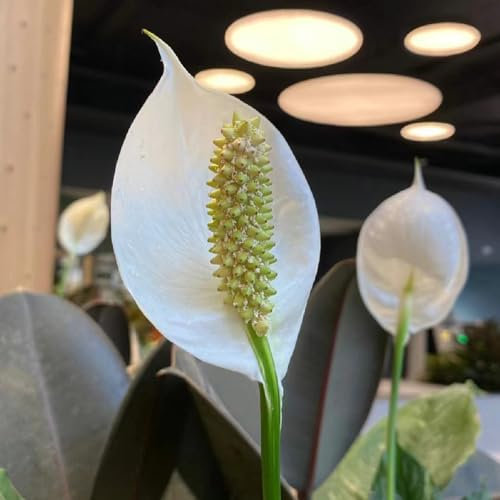 80 pcs einblatt zimmerpflanze samen, blumen balkon, bonsai samen einblatt spathiphyllum blumenbeet, steingartenpflanzen winterhart blumen pflanzen, ostergeschenke schnittblumen samen,