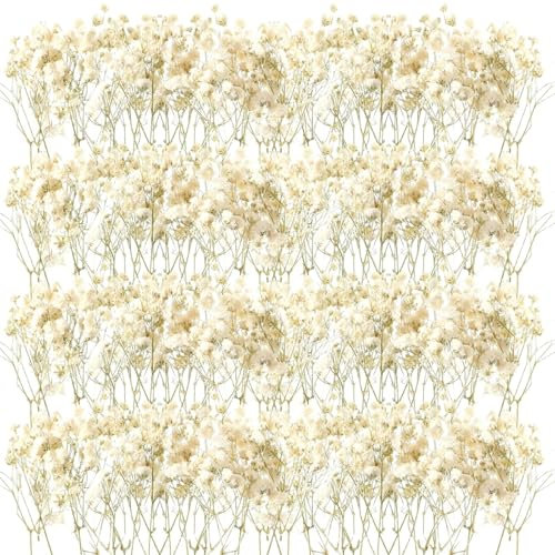 Flores Secas Manualidades – Flores Secas Decoracion Elegantes y Naturales, Paniculata Preservada para Todo Tipo de Decoraciones