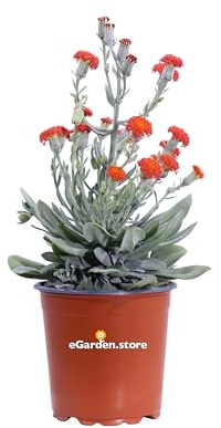 eGarden.store - Pianta vera di Kleinia Fulgens o Senecio Fulgens - Altezza pianta: 30 cm Diametro vaso: 17 cm - succulenta ornamentale fiore rosso/arancione resistente ideale per interni ed esterni