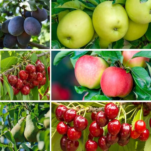 Fruit Plant Mix - Hardy - Summer Flowering Ideal Patio or Garden Display - Fresh to Pick at Home - Includes Raspberry, Strawberry, Blueberry & More -1x 9cm Pot by Thompson and Morgan