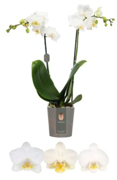 DECOALIVE Orquídea Mariposa Flor Blanca Planta Natural Casa y Oficina, 8435712005944
