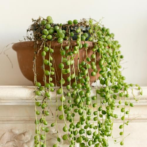 YouGarden String of Beads Houseplant, Senecio herreanus, Tropical Trailing Indoor Plant in 6cm Pot, for Home, Office or Living Room