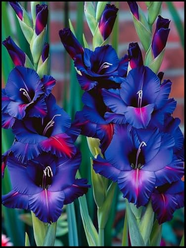 Gladiolos Rizomas. Hojas altas y grandes.ideal para embellecer el paisaje. Tolera el frío. （NVNJHJN）.-5 Rizomas-E