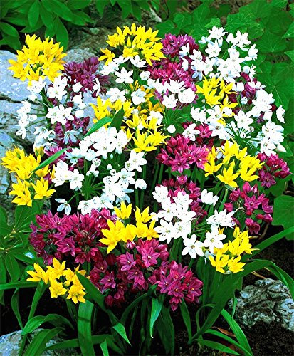 Allium, Aglio Mix - 20 bulbi