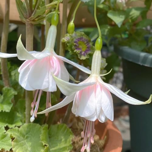 Semi fucsia - campo Fuchsia hybrida - fucsia sono fucsie 120pcs