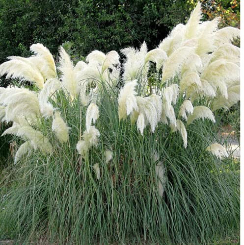 Pampas Grass - White Feather - Cortaderia Selloana - Perennial 100 Seeds