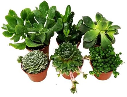Surtido de 6 Mini Suculentas Plantas Crasas Naturales de Interior o Exterior