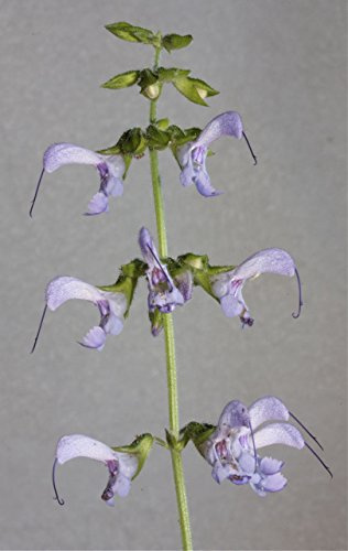 50 seeds Red Salvia Miltiorrhiza Red Sage Dan Shen Tcm:Only Seeds : Package Contatins seeds