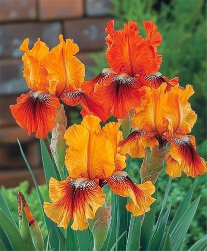 Lebende Pflanzen,Mysteriöse magische Glühbirne,Mehrjährige Blumenzwiebel ist winterhart, 2024 Winterhart pflanzen,-3 Schwertlilie Zwiebeln-E