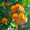 200 orangenbaum samen Mandarine pflanzen anzucht zimmerpflanzen samen balkonpflanzen winterhart bonsaibaum obst samen säulenobstbäume