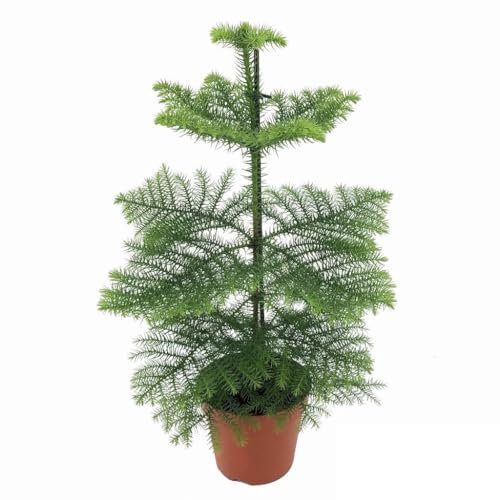 Plant in a Box - Araucaria Heterophylla - Pin de Norfolk - Araucaria excelsa - Pin d'Intérieur - Pot 14cm - Hauteur 45-55cm