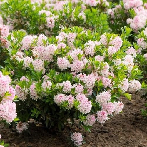Plant Theory Bloombux Rhododendron Shrub Plant 2L Pot