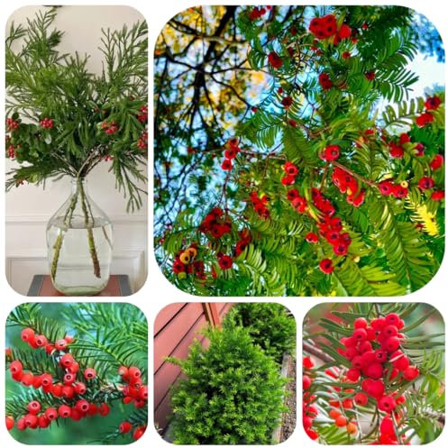 semi di tasso Taxus baccata, piantare alberi bonsai piante in vaso resistenti all'esterno piante da balcone, bonsai piante resistenti in vaso piante esotiche resistenti bonsai, 40pcs