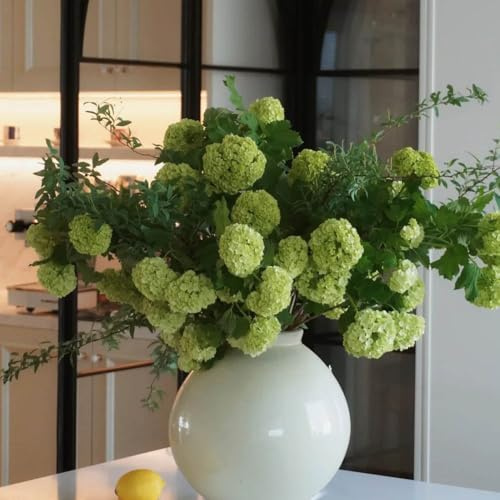 Semillas de hortensia bola de nieve, Decoración jardín para exteriores semillas arbustos en resistentes verano balcón pradera mariposas 70pcs