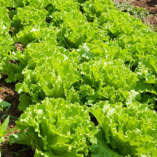 Lettuce Seeds 'Lakeland' Iceberg Crisphead Lactuca Sativa Quick to Mature Slow to Bolt Half-Hardy Annual Easy to Grow Your Own Garden Vegetables 1x Packet (Approx. 300 Seeds) by Thompson and Morgan